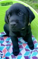 White color collar, a male Labrador Retriever for sale in Ione, CA – Photo 1 of 10