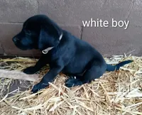White color collar, a male Labrador Retriever for sale in Ione, CA – Photo 5 of 10