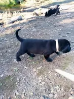 White color collar, a male Labrador Retriever for sale in Ione, CA – Photo 10 of 10