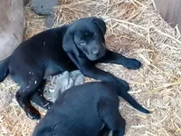White color collar, a male Labrador Retriever for sale in Ione, CA – Photo 3 of 10
