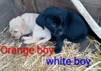 White color collar, a male Labrador Retriever for sale in Ione, CA – Photo 4 of 10