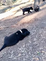 White color collar, a male Labrador Retriever for sale in Ione, CA – Photo 7 of 10