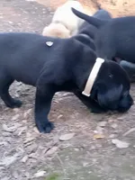 White color collar, a male Labrador Retriever for sale in Ione, CA – Photo 6 of 10