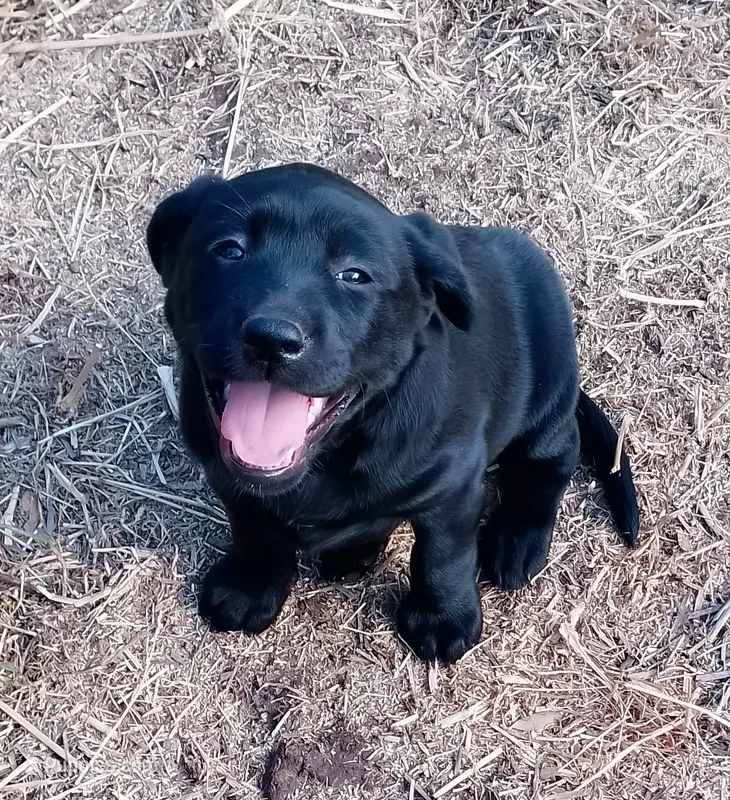 Violet – Labrador Retriever puppy for sale in Ione, CA