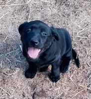 Violet, a female Labrador Retriever for sale in Ione, CA – 1 of 2