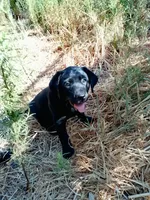 Iris, a female Labrador Retriever for sale in Ione, CA – 2 of 2