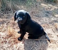 Rosie, a female Labrador Retriever for sale in Ione, CA – 2 of 2