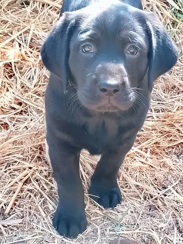 Iris – Labrador Retriever puppy for sale in Ione, CA