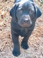 Iris, a female Labrador Retriever for sale in Ione, CA – 1 of 2