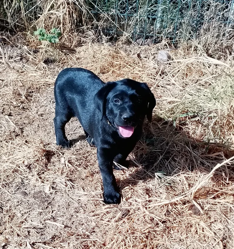 Rosie – Labrador Retriever puppy for sale in Ione, CA