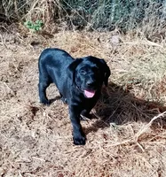 Rosie, a female Labrador Retriever for sale in Ione, CA – 1 of 2
