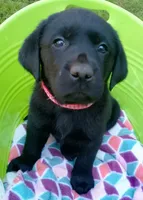 Red collar, a male Labrador Retriever for sale in Ione, CA – Photo 1 of 8