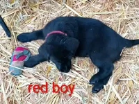 Red collar, a male Labrador Retriever for sale in Ione, CA – Photo 8 of 8