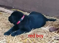 Red collar, a male Labrador Retriever for sale in Ione, CA – Photo 6 of 8
