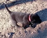 Red collar, a male Labrador Retriever for sale in Ione, CA – Photo 3 of 8