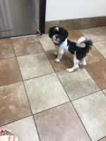 Drako, a male Shih Tzu for sale in Orlando, FL – 3 of 6