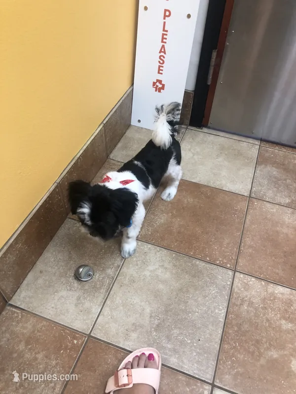 Drako – Shih Tzu puppy for sale in Orlando, FL