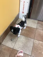 Drako, a male Shih Tzu for sale in Orlando, FL – 1 of 6