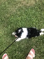 Drako, a male Shih Tzu for sale in Orlando, FL – 5 of 6