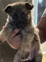 Female sable , a female German Shepherd Dog for sale in Conyers, GA – 2 of 2
