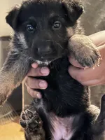 Conyers, GA, a male German Shepherd Dog for sale in Conyers, GA – 5 of 6
