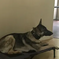 Roscoe-Conyers, GA, a male German Shepherd Dog for sale in Conyers, GA – 2 of 5