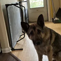 Roscoe-Conyers, GA, a male German Shepherd Dog for sale in Conyers, GA – 5 of 5