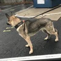 Roscoe-Conyers, GA, a male German Shepherd Dog for sale in Conyers, GA – 4 of 5