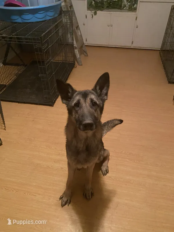Roscoe-Conyers, GA – German Shepherd Dog puppy for sale in Conyers, GA