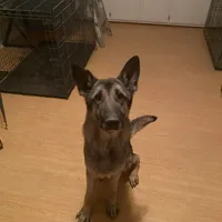 Roscoe-Conyers, GA, a male German Shepherd Dog for sale in Conyers, GA – 1 of 5