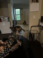 Breeding pair Conyers, GA, a male German Shepherd Dog for sale in Conyers, GA – 7 of 7