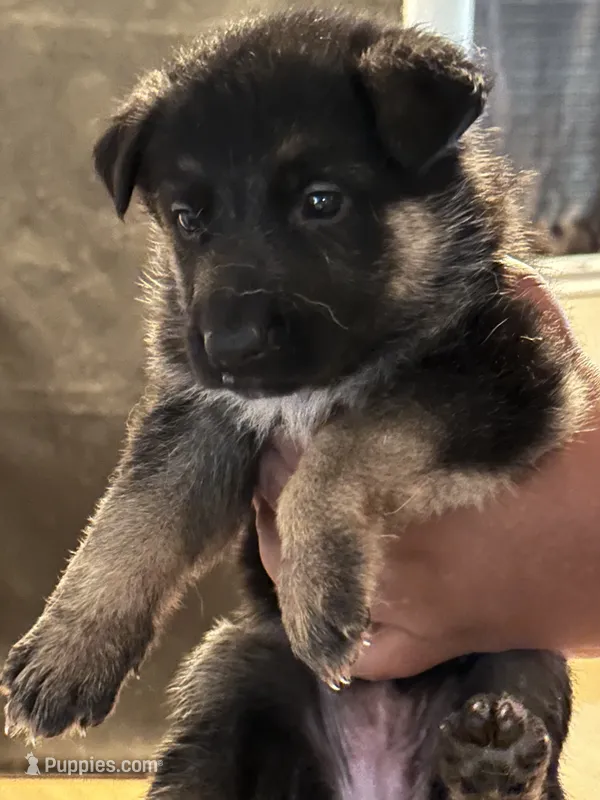 Conyers, GA – German Shepherd Dog puppy for sale in Conyers, GA