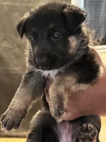 Conyers, GA, a male German Shepherd Dog for sale in Conyers, GA – 1 of 6