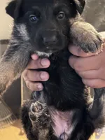 Conyers, GA, a male German Shepherd Dog for sale in Conyers, GA – 4 of 6