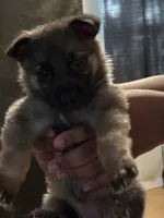 Conyers, GA, a male German Shepherd Dog for sale in Conyers, GA – 3 of 6