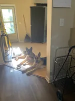 Breeding pair Conyers, GA, a male German Shepherd Dog for sale in Conyers, GA – 6 of 7