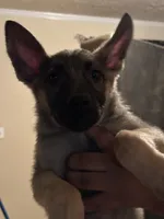 Conyers, GA, a male German Shepherd Dog for sale in Conyers, GA – 2 of 6