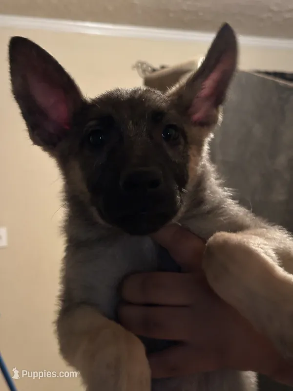 Female sable  – German Shepherd Dog puppy for sale in Conyers, GA