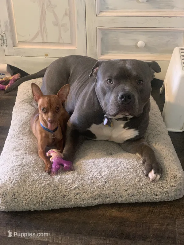 Apollo – American Bully puppy for sale in Glen Ellyn, IL