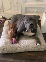 Apollo, a male American Bully for sale in Glen Ellyn, IL – 1 of 10
