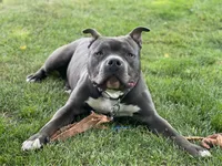 Apollo, a male American Bully for sale in Glen Ellyn, IL – 7 of 10