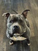 Apollo, a male American Bully for sale in Glen Ellyn, IL – 2 of 10