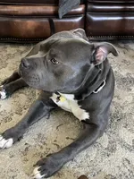 Apollo, a male American Bully for sale in Glen Ellyn, IL – 8 of 10