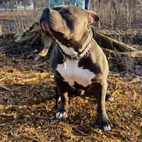 Apollo, a male American Bully for sale in Glen Ellyn, IL – 6 of 10
