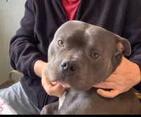 Apollo, a male American Bully for sale in Glen Ellyn, IL – Photo 1 of 9