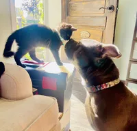 Apollo, a male American Bully for sale in Glen Ellyn, IL – Photo 6 of 9