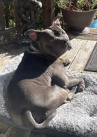 Apollo, a male American Bully for sale in Glen Ellyn, IL – Photo 3 of 9