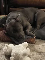 Apollo, a male American Bully for sale in Glen Ellyn, IL – Photo 7 of 9