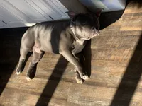 Apollo, a male American Bully for sale in Glen Ellyn, IL – Photo 9 of 9