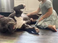 Apollo, a male American Bully for sale in Glen Ellyn, IL – Photo 8 of 9